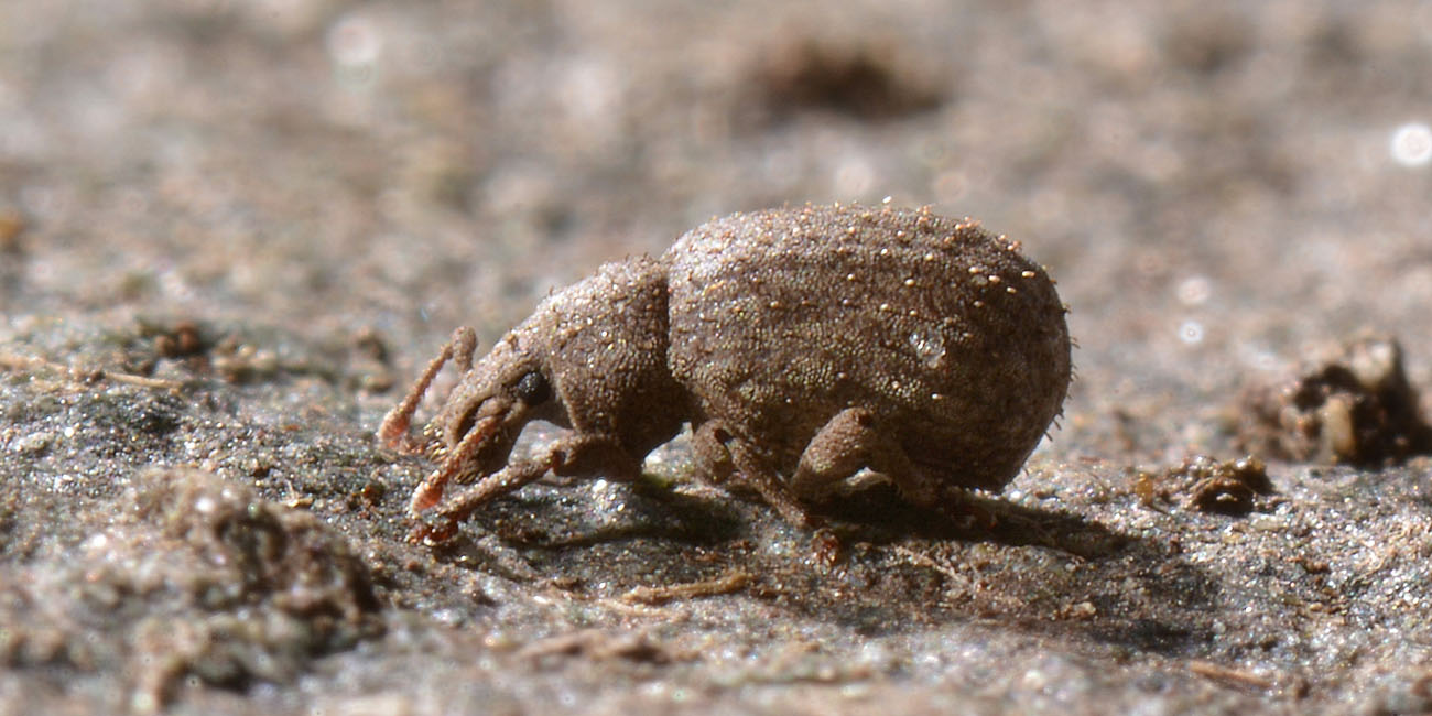 Curculionidae: Romualdius angustisetulus